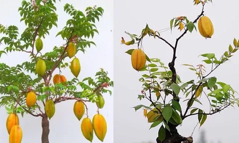 Vì sao người xưa nói trồng cây khế nhỏ thôi cũng mang lại may mắn, giàu sang, sức khỏe và xinh đẹp?