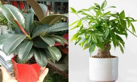 4 loại cây phong thủy nên đặt trong phòng khách: 10 nhà thì 9 nhà giàu, trồng 1 chậu để gia đình thịnh vượng