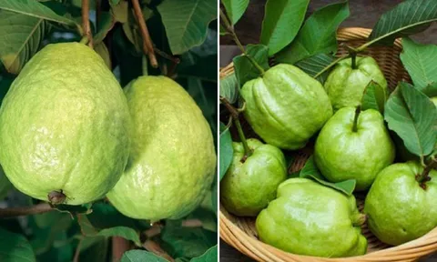 Cách chọn ổi giòn ngọt, nên lấy quả trơn nhẵn hay sần sùi?