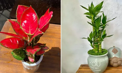 4 loại cây phát tài nên đặt lên bàn thờ, tổ tiên phù hộ độ trì, gia đạo hưng thịnh