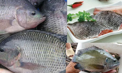Thực hư thông tin ăn cá rô phi gây độc hại cho cơ thể, chuyên gia lên tiếng