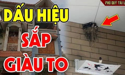 5 loài vật ghé nhà không chịu đi: Điềm báo phong thủy Tiền Vào Như Nước