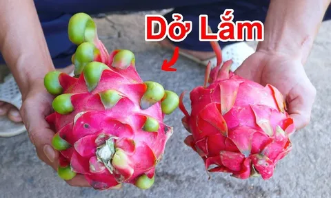 Mua thanh long chọn quả tai ngắn hay tai dài? Biết điểm này chọn 10 quả đều trúng