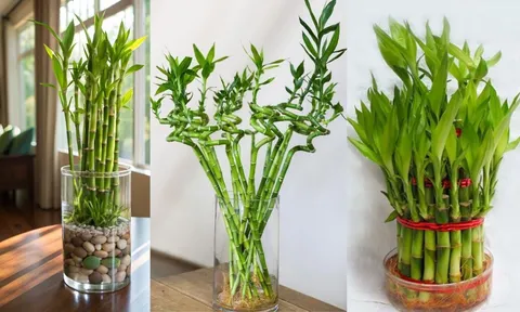 Trồng cây phát tài phát lộc rước may mắn giàu sang nhưng cần chú ý những điều này kẻo phạm phong thủy