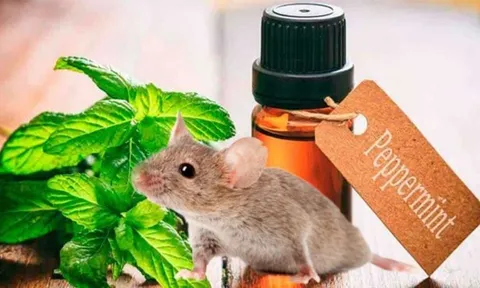 Những mùi hương đuổi chuột an toàn, hiệu quả: Không cần dùng hoá chất độc hại