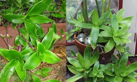 Cây lược vàng: Dễ trồng, vừa làm cảnh vừa là vị thuốc quý thanh lọc giải độc và làm đẹp da