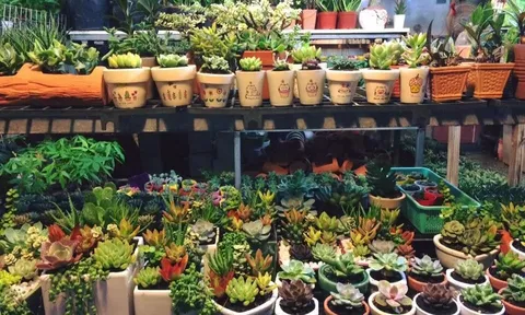 Chọn phương hướng tốt cho từng cửa hàng kinh doanh buôn bán phát đạt