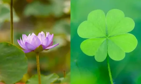 Cuối năm giàu chấn động tam giới: 4 con giáp giữ tâm sáng kiếm tiền nhẹ tênh, phú quý tự tìm đến