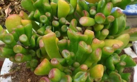 Loại cây cảnh phong thủy tốt hơn 10 chậu trầu bà: Lá như Tỳ Hưu hút lộc, thân giữ của, sống cả trăm năm