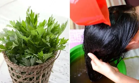 Cách gội đầu bằng nước ngải cứu chống rụng tóc, kích thích tóc con mọc không ngừng