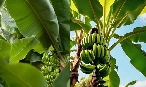 Lá chuối không chỉ để gói bánh, uống nước lá chuối còn rất tốt cho sức khỏe