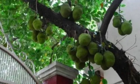 Loại cây phong thủy càng trồng càng hút lộc: Chặt bỏ dễ mất tiền tài và ảnh hưởng gia đạo