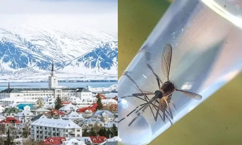 Quốc gia duy nhất trên thế giới không có 1 con muỗi cả trăm năm qua. Vì sao lại thế?