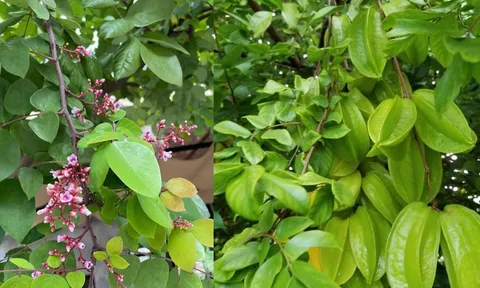 Cách dùng Lá Khế trị mụn làm đẹp da, công dụng bất ngờ