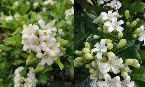 Cây nguyệt quế hoa thơm cảnh đẹp tốt cho phong thủy nhưng người này không nên trồng