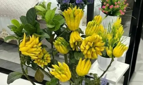 Tổ tiên khuyên trồng 3 loại cây trên ban công: giàu sang, tiền vào như nước - nghèo đến đâu cũng phải có