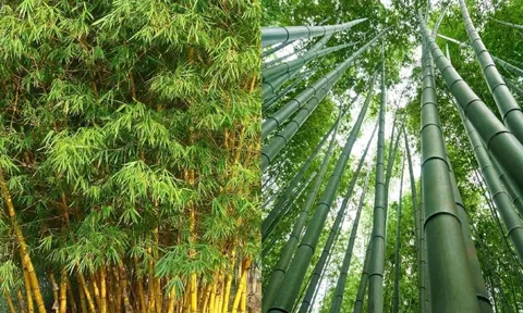 Bất ngờ công dụng của Lá Tre với sức khỏe, tưởng chỉ vứt đi mà lại cực tốt