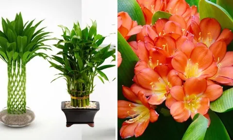 Người giàu thường thích trồng 2 loại cây cảnh "rẻ tiền" này: Khỏe mạnh, tài lộc, thịnh vượng