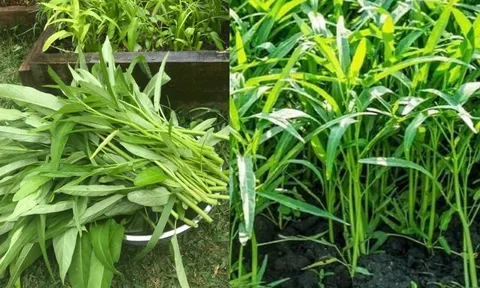 Rau muống ngon phổ biến nhưng ăn theo 3 kiểu này thì gây hại khó lường