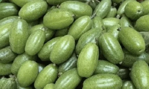 Loại quả 'chua loét' từng bị chê không ai ăn, nay thành đặc sản tiền triệu: Có nơi bán tới 3,5 triệu đồng/kg