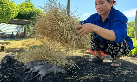 Cả làng ở Nghệ An săn chuột đồng, nghề tay trái kiếm tiền triệu mỗi đêm