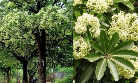 Cây hoa sữa hóa ra là vị thuốc quý ít ai ngờ
