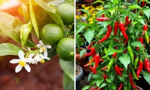 Chanh và ớt là 2 loại cây 'chua cay', vậy tại sao nhiều nhà giàu thích trồng trước cửa?