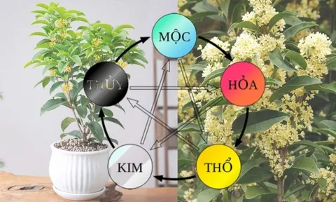 Loại cây hợp cả 5 mệnh, lọc sạch không khí trong nhà