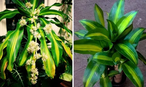 Thiết Mộc Lan có hoa thơm lá đẹp, trồng trước nhà thế nào để thu hút nhiều tài lộc?