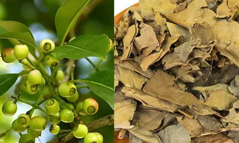Vì sao các cụ xưa khuyên dùng lá vối khô hơn lá vối tươi? Cách ủ và phơi lá vối khô theo lối xưa