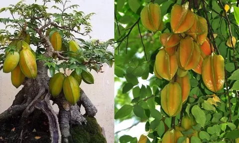 Vì sao nói trồng cây khế trong nhà giúp gia tăng tài lộc và mang lại sức khỏe cho gia chủ