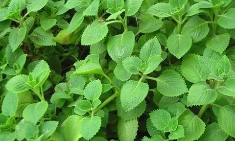 5 loại rau thơm quen thuộc được Bộ y tế công nhận là cây thuốc tốt