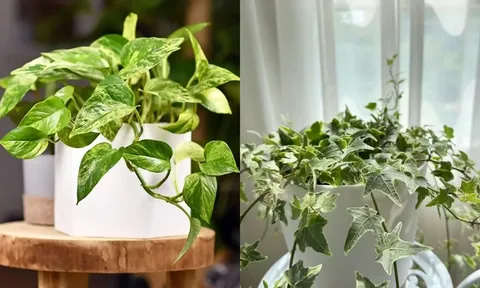 6 loại cây cảnh ‘thần kỳ’ hút ẩm, xua nấm mốc, nhà lúc nào cũng khô thoáng