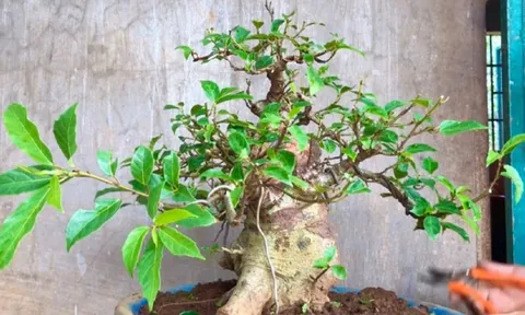 Loại cây cảnh phong thủy bình dân, nhưng càng trồng lâu càng quý giá, trồng hôm nay, phúc lộc cho đời sau