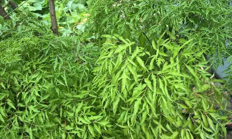 Trồng cây đinh lăng đúng vị trí này trong nhà, lộc vào như nước, tiền của dồi dào