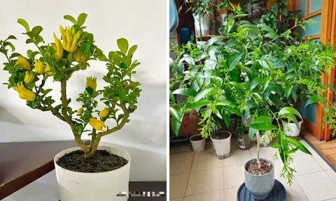 Nhà giàu chuộng 4 loại cây cảnh “hút lộc, giữ phúc”: Cưng như báu vật