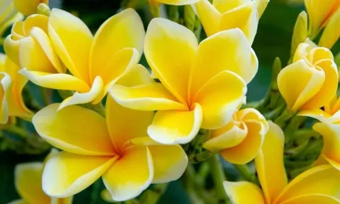 5 loại hoa đẹp nhưng tuyệt đối không nên trồng trong nhà kẻo rước xui xẻo, nghèo khó đeo bám