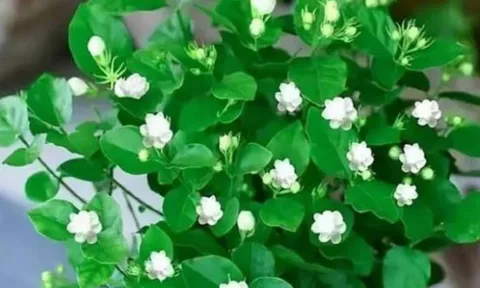 Top cây trồng trong nhà dễ chăm, xanh tốt quanh năm, giúp lọc không khí và tinh thần minh mẫn