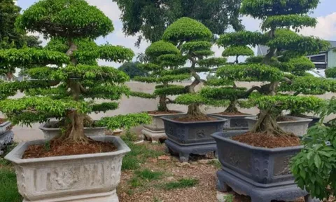 Vì sao trồng cây sanh trước nhà nên trồng 2 cây, tránh trồng 1? Nhiều người chưa biết ý nghĩa này