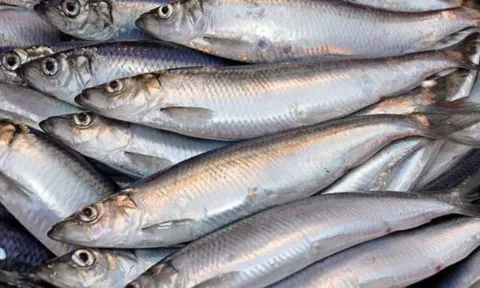 4 loại cá giàu omega-3 và canxi, rẻ hơn cá hồi, chợ Việt bán đầy - Đừng bỏ lỡ “báu vật sức khỏe” này