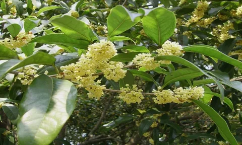Loài cây này hợp cả 5 Mệnh, trồng 1 cây, phúc lộc 3 đời