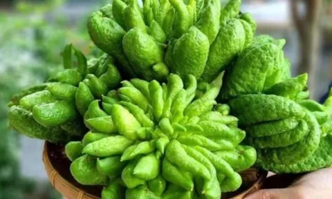 5 loại cây phong thủy giới nhà giàu yêu thích: Vừa làm đẹp không gian, vừa hút tài lộc dồi dào