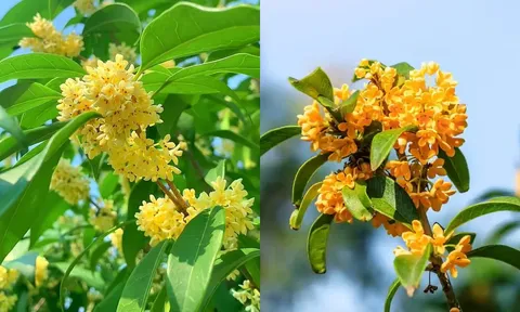 Cây mộc hương là ‘báu vật của Thần Tài’, người mệnh này trồng một cây trước nhà để Đắc Tài Đắc Lộc