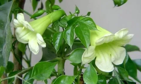 Lời Tổ Tiên dặn: 6 loài cây nở hoa mang lại tài lộc, giúp gia chủ giàu sang phú quý