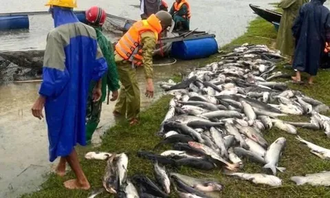 Ngư dân Hà Tĩnh khóc ròng: 20 tấn cá lồng bè chết trắng sau bão Bualoi