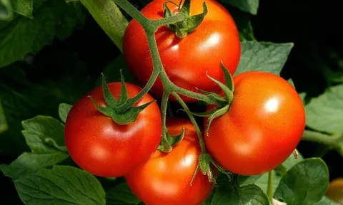 Những người không nên ăn cà chua