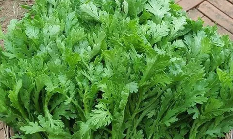 Rau cải cúc (tần ô) không chỉ ngon còn nhiều lợi ích cho Gan