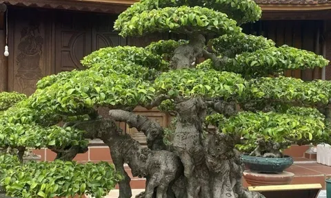 Tại sao nên trồng 2 cây sanh trước nhà, tuyệt đối tránh trồng 1 cây? Hóa ra là vì lý do này