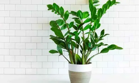 Trong phòng khách đặt 1 trong 4 loại cây phong thủy này, gia chủ dễ hút tài lộc, vạn sự hanh thông