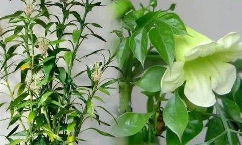 6 cây này nở hoa, gia chủ không Giàu cũng Phú, dễ thăng quan phát tài